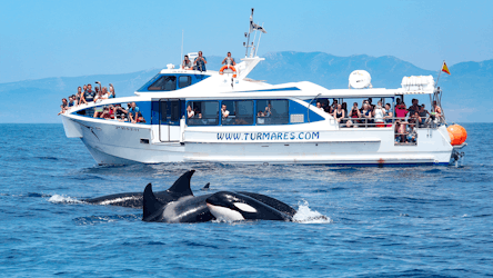 Tarifa: tour di osservazione delle balene di 3 ore e ricerca delle orche